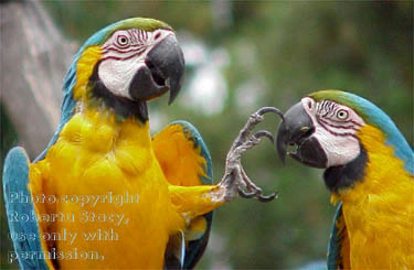 blue-and-yellow macaws