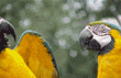 blue-and-yellow macaws