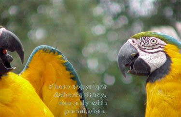 blue-and-yellow macaws