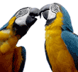 blue-and-yellow macaws