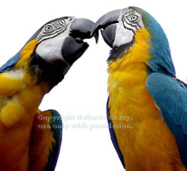 blue-and-yellow macaws