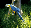 blue-and-yellow macaw