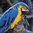 blue-and-yellow macaw