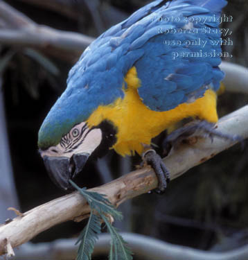 blue-and-yellow macaw