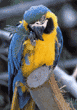 blue-and-yellow macaw