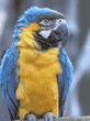 blue-and-yellow macaw