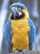 blue-and-yellow macaw