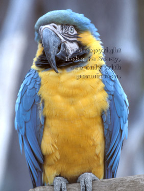 blue-and-yellow macaw