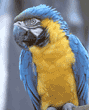 blue-and-yellow macaw