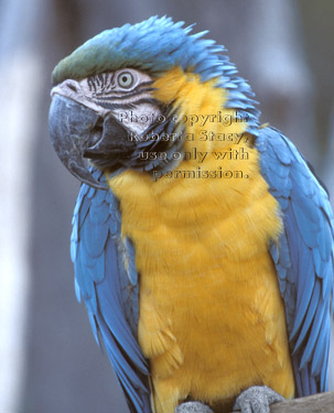 blue-and-yellow macaw