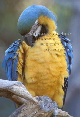 blue-and-yellow macaw