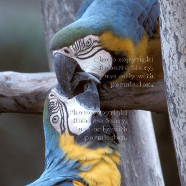 blue-and-yellow macaws