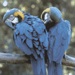 blue-and-yellow macaws