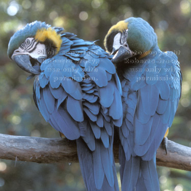 blue-and-yellow macaws