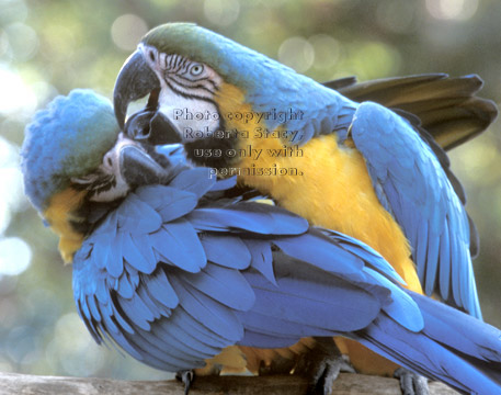 blue-and-yellow macaws