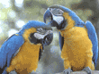 blue-and-yellow macaws