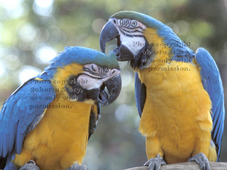 blue-and-yellow macaws