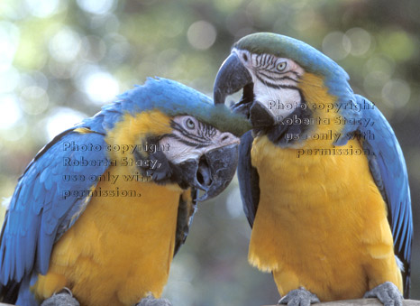 blue-and-yellow macaws