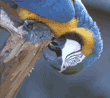 blue-and-yellow macaw