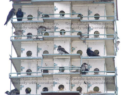 purple martins at purple martin birdhouse