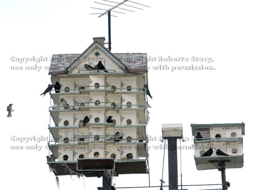 purple martin birdhouse