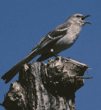 northern mockingbird