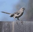 northern mockingbird