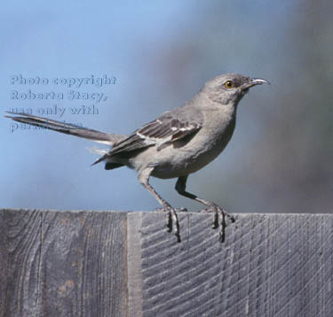 northern mockingbird