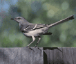 northern mockingbird