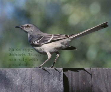 northern mockingbird