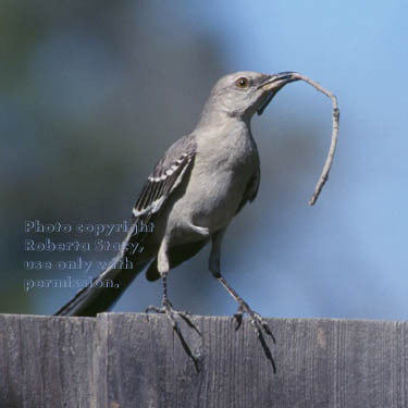 northern mockingbird