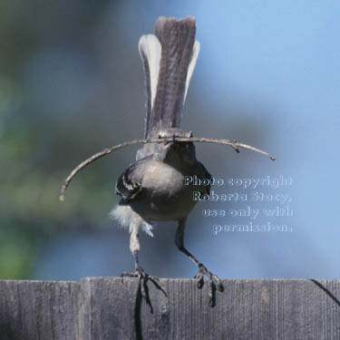 northern mockingbird