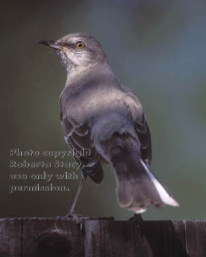 northern mockingbird