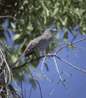 northern mockingbird