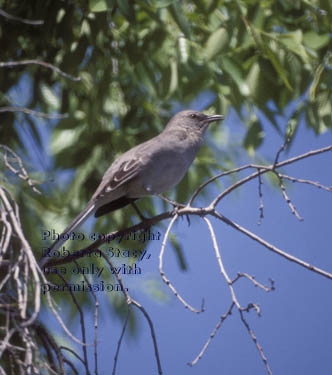 northern mockingbird