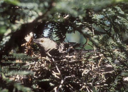 northern mockingbird