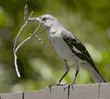 northern mockingbird, with twig for nest