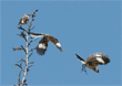 three-photo composite of a northern mockingbird perched on and flying from tree
