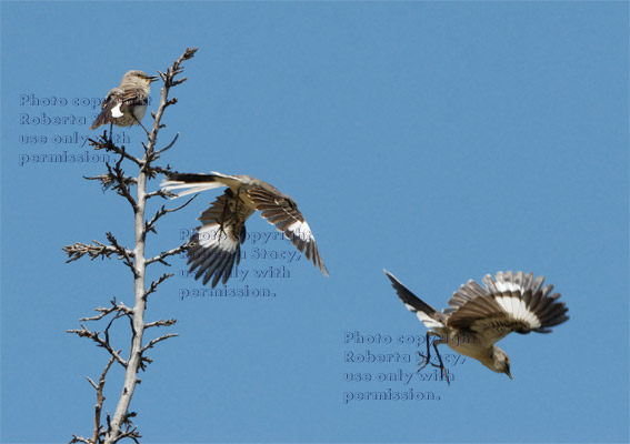 three-photo composite of a northern mockingbird perched on and flying from tree