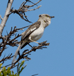 northern mockingbird in silk oak tree