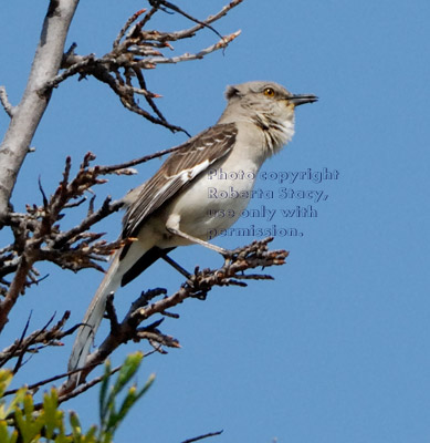 northern mockingbird in silk oak tree