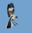 northern mockingbird about to land on silk oak tree