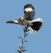 northern mockingbird with wings spread at top of tree