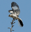 northern mockingbird landing on top of tree