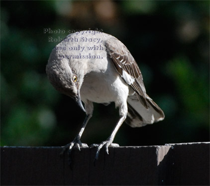 northern mockingbird fledgling