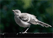 northern mockingbird baby