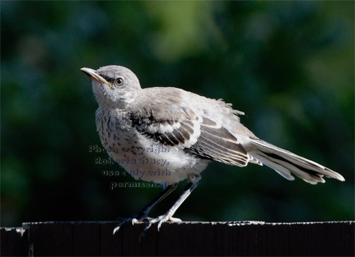 northern mockingbird baby