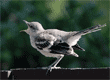 northern mockingbird fledgling calling for its parent