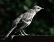 young northern mockingbird