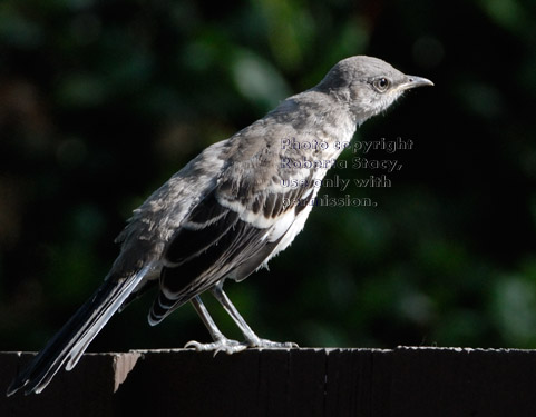 young northern mockingbird